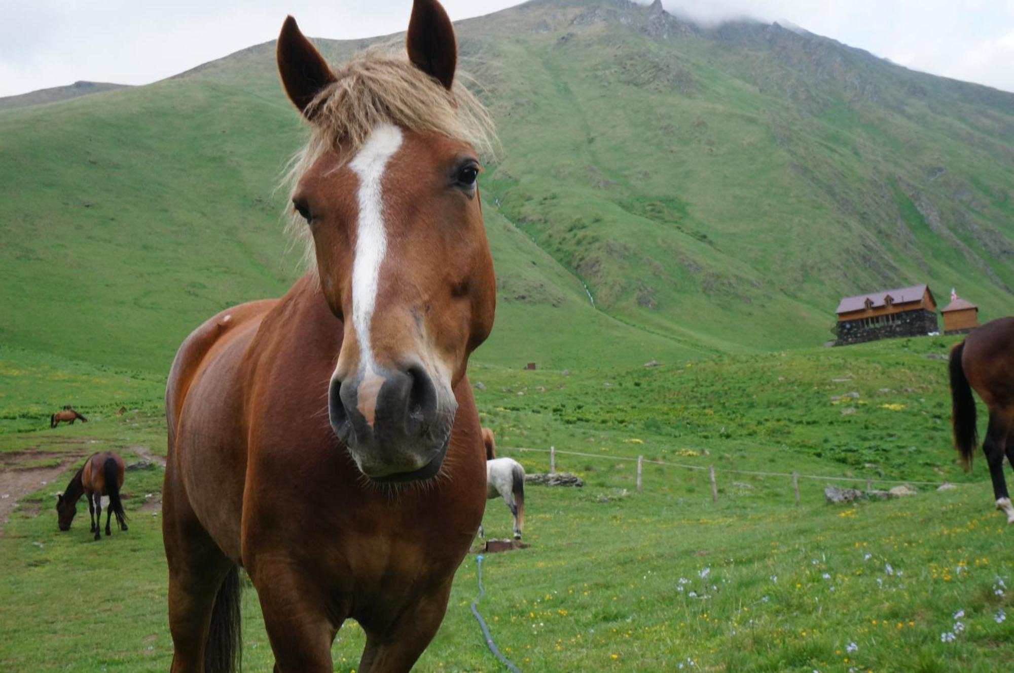 januka garden sno Villa Kazbegi Bagian luar foto