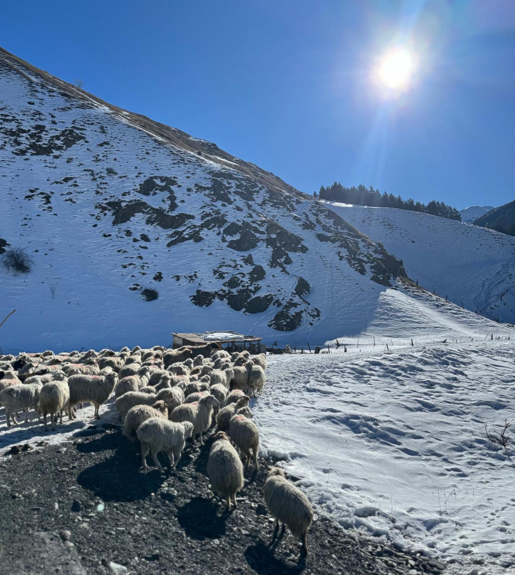 januka garden sno Villa Kazbegi Bagian luar foto